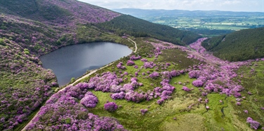 Tilrår tiltak mot rømt rhododendron